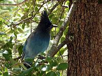 FAUNE 4 (30).JPG